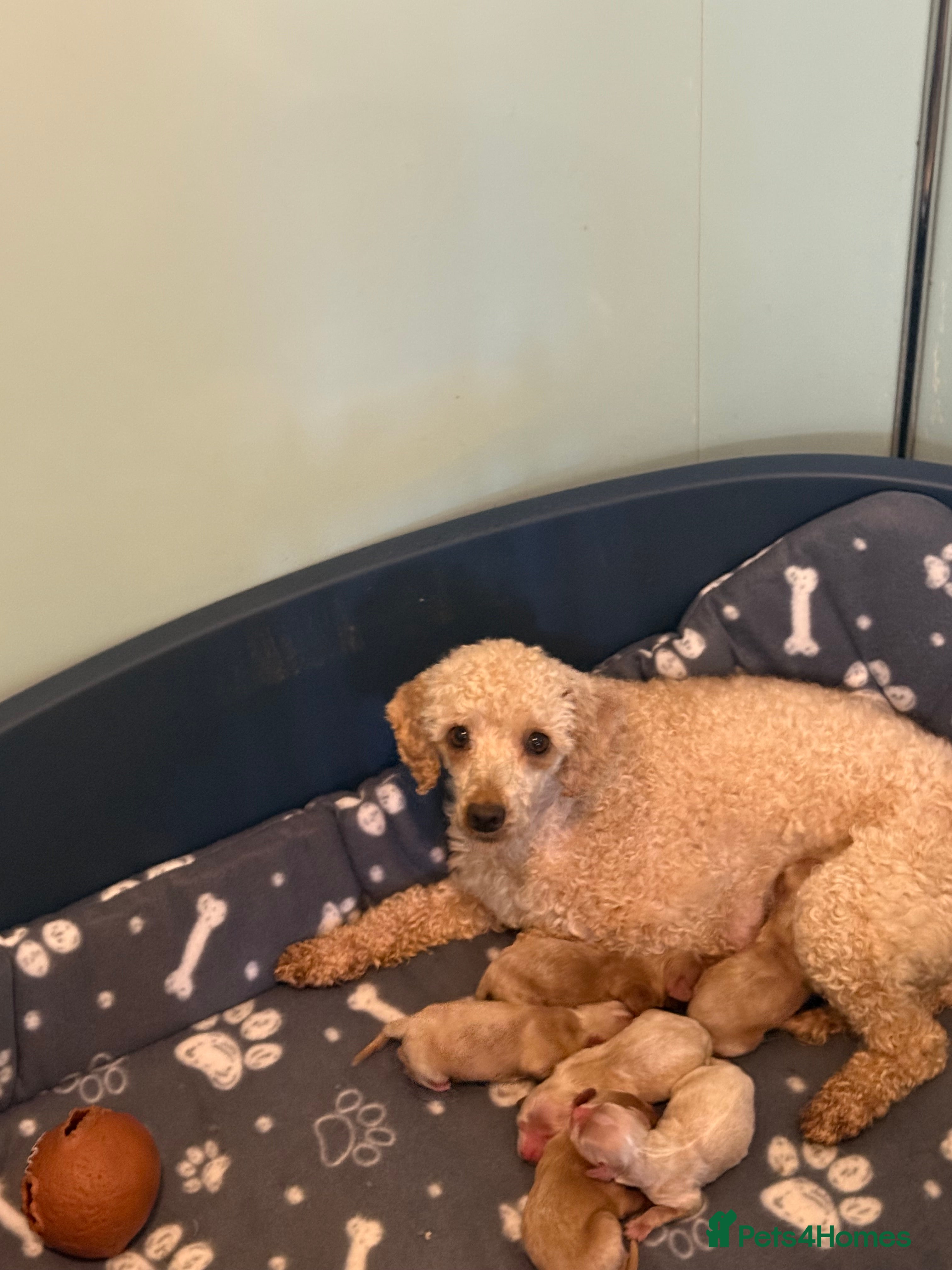 Cavapoo dogs Stunning F1 Cavapoos  - Advert 5