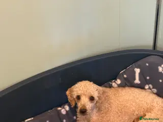 Cavapoo dogs Stunning F1 Cavapoos - Advert 5