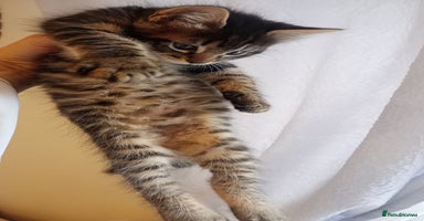 Mixed Breed cats - Advert 7