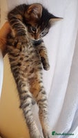 Mixed Breed cats - Advert 11
