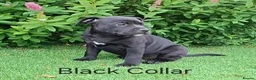 Staffordshire Bull Terrier dogs for sale: Classic Staffordshire Bull Terrier Puppies  - Advert 16