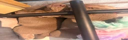 Labrador Retriever dogs for sale: Puppies now sold pending collection  - Advert 10