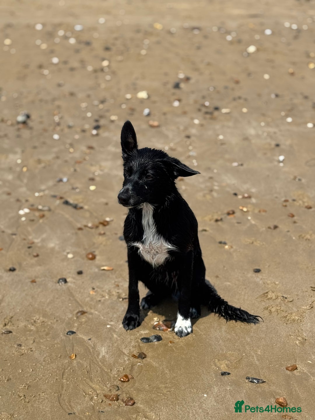 Mixed Breed dogs for sale: Collie x Cocker spaniel  - Advert 13
