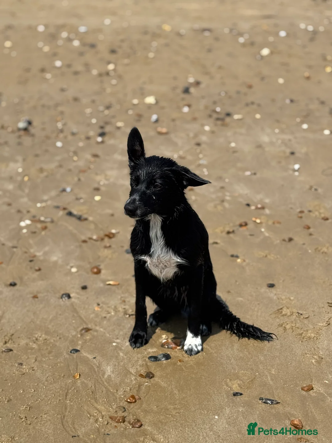 Mixed Breed dogs for sale: Collie x Cocker spaniel  - Advert 13