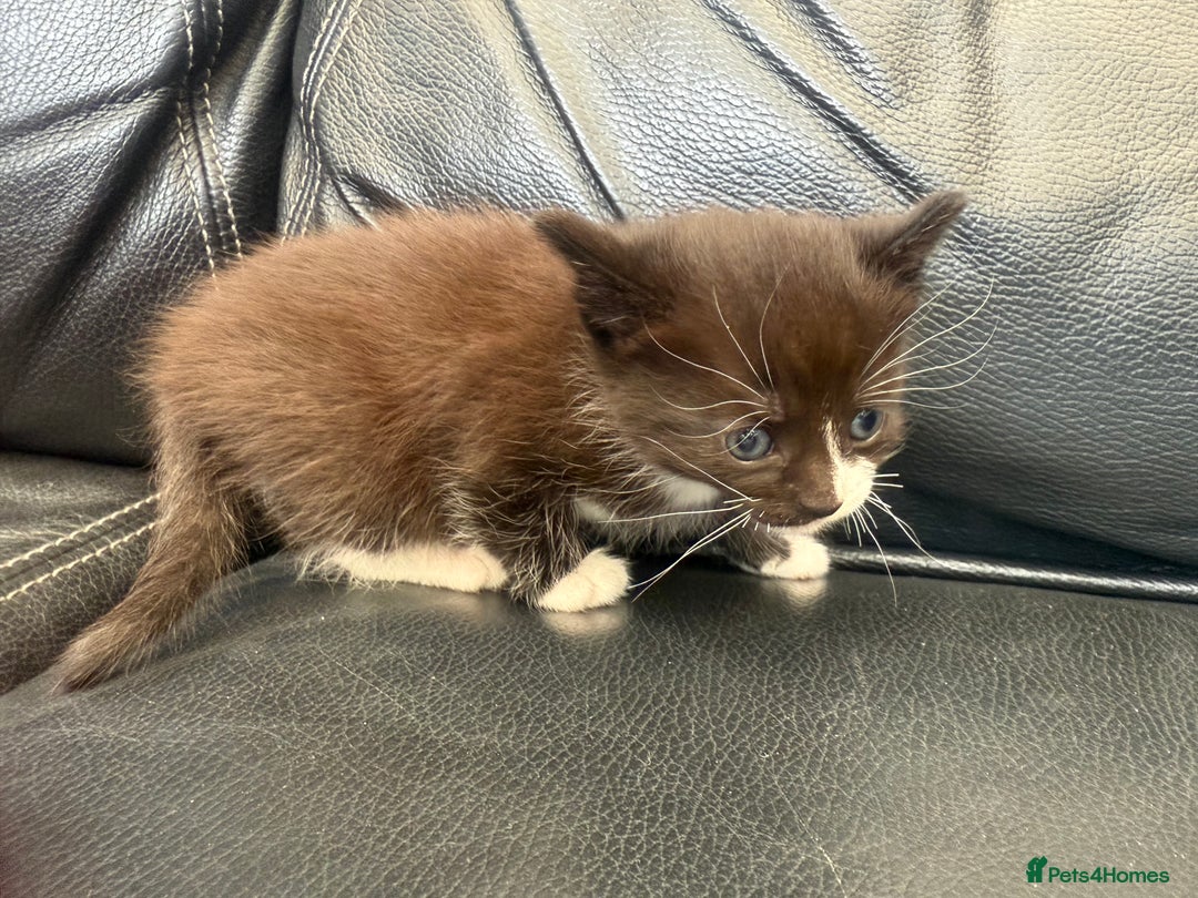 Domestic Shorthair cats for sale: 6 adorable kittens, healthy and playful 😍😻 - Image 9