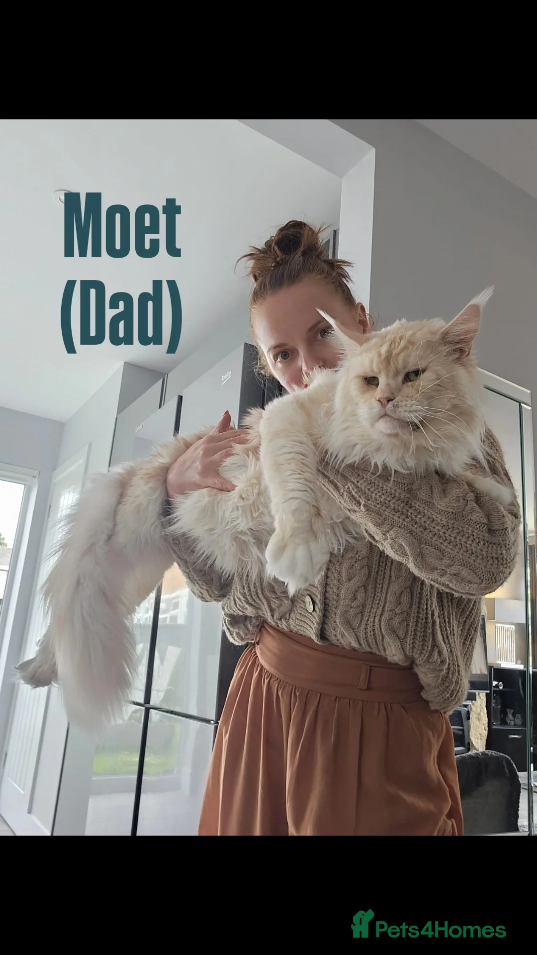 Maine Coon cats for sale: Affectionate Pure Breed Mainecoon Kittens - Image 23