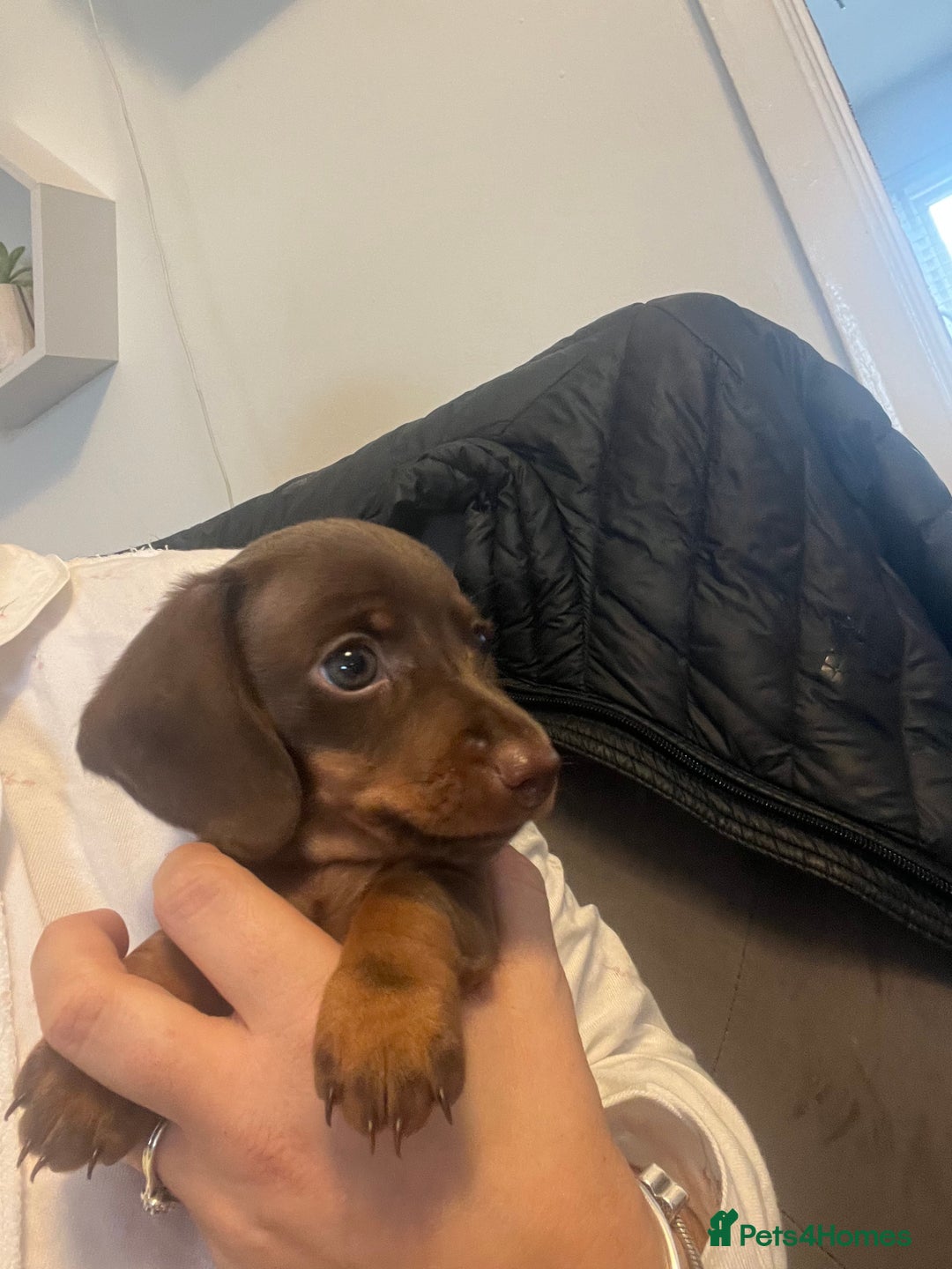 Miniature Dachshund dogs for sale: Mini dashounds for sale  - Image 5