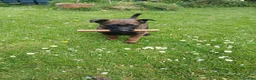 Belgian Shepherd Dog dogs for sale: Belgian Malinois knpv x ring sport fci ikc reg in Omagh - Advert 11
