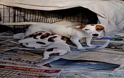 Jack Russell dogs for sale: Small Jack Russell terrier puppies  - Image 3