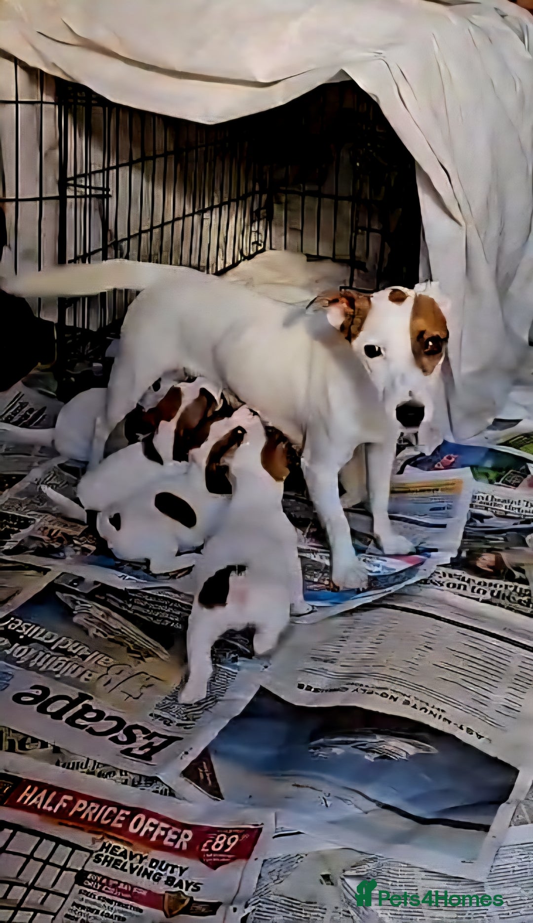 Jack Russell dogs for sale: Small Jack Russell terrier puppies  - Image 3