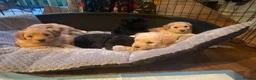Cockapoo dogs for sale: Cockapoos - Advert 6