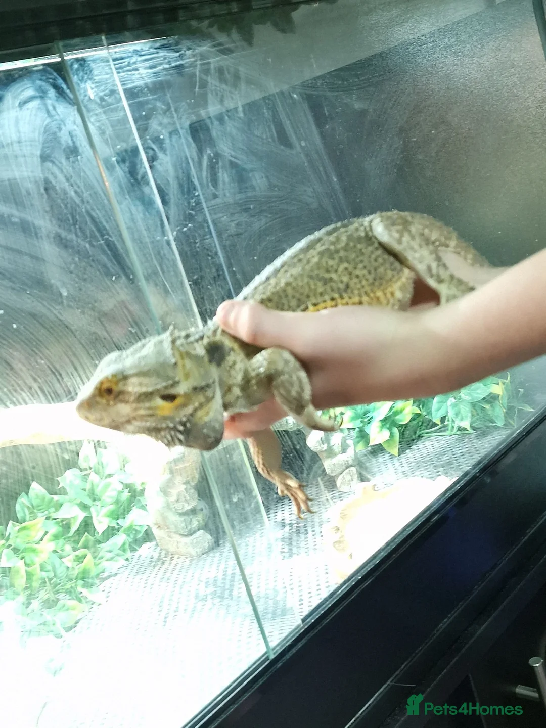 Bearded Dragon reptiles for sale: Bearded Dragon - Thunder in Telford - Advert 4