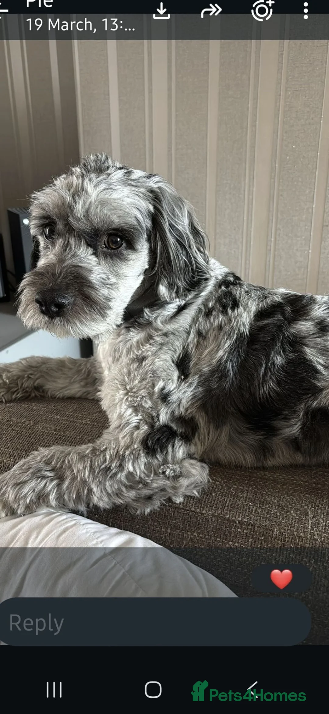 Cockapoo dogs for sale: Cockapoo - Rehoming of beloved family pet - Advert 1