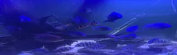 Cichlids fish for sale: Frontosa x 10 and Blue moorii dolphin x 10  - Advert 3