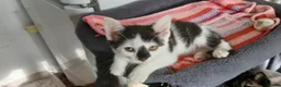Mixed Breed cats for sale: 6 kitties looking for new forever homes - Advert 2