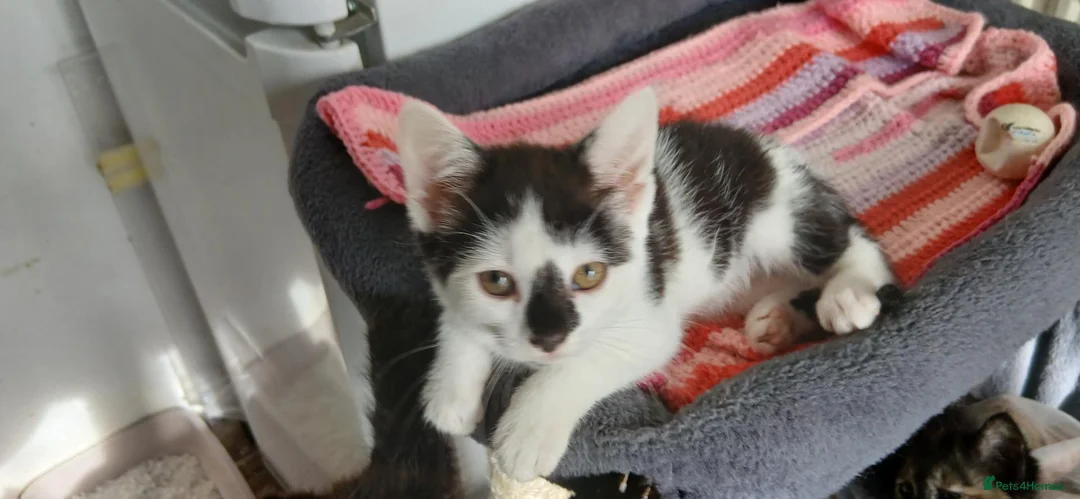 Mixed Breed cats for sale: 6 kitties looking for new forever homes - Advert 2