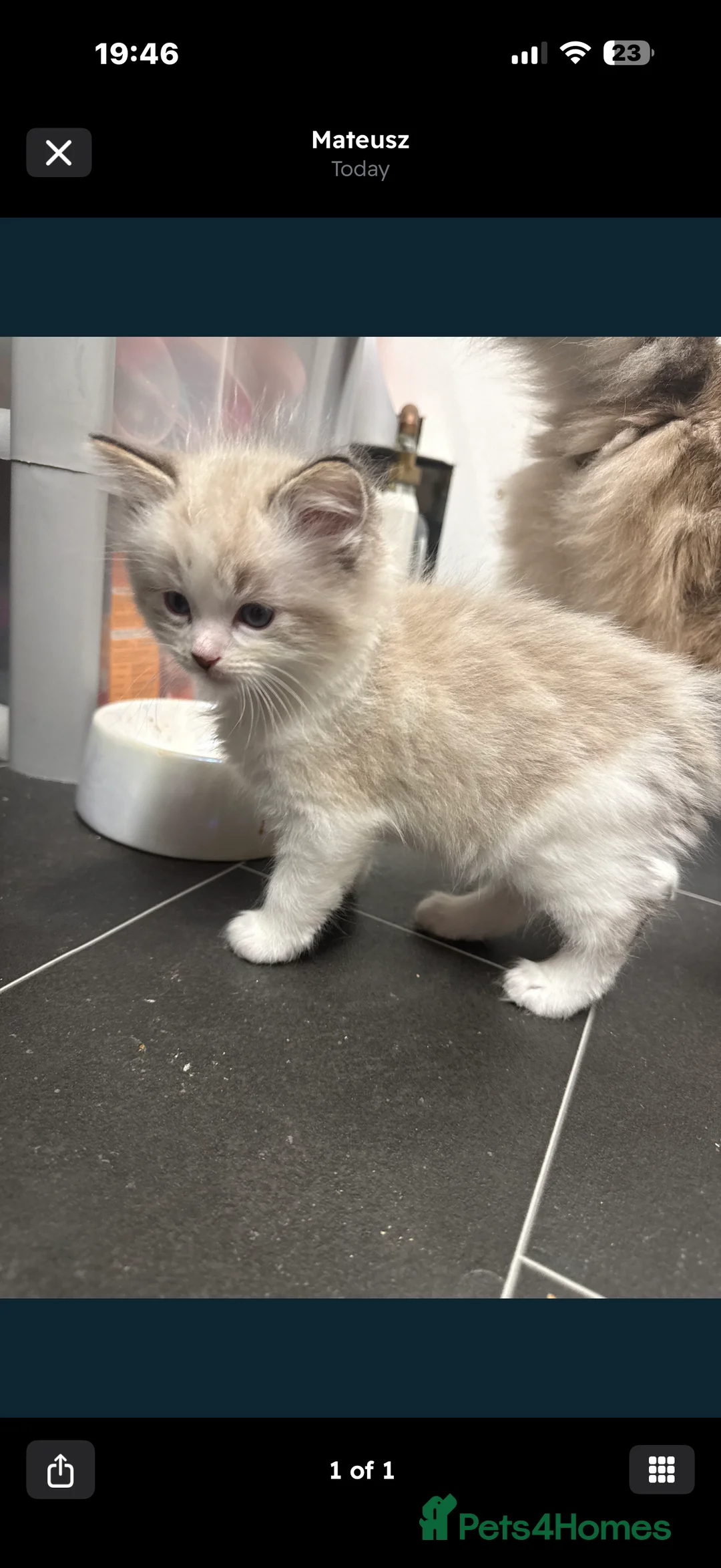 Ragdoll cats for sale: 4 Male Ragdoll Kittens  - Advert 10