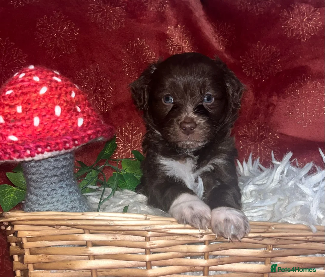 Cockapoo dogs for sale: Beautiful cockapoo puppies  - Advert 4