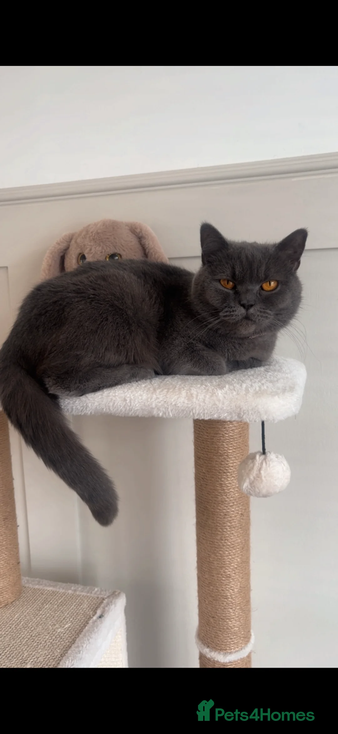 British Shorthair cats for sale: 3 year old British short hair girl  - Advert 4