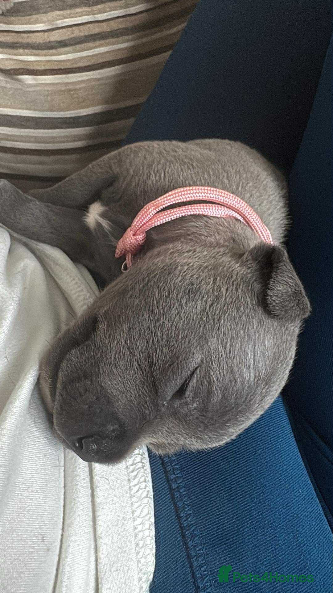 Staffordshire Bull Terrier dogs for sale: 8 Staffordshire Bull Terriers  - Image 6