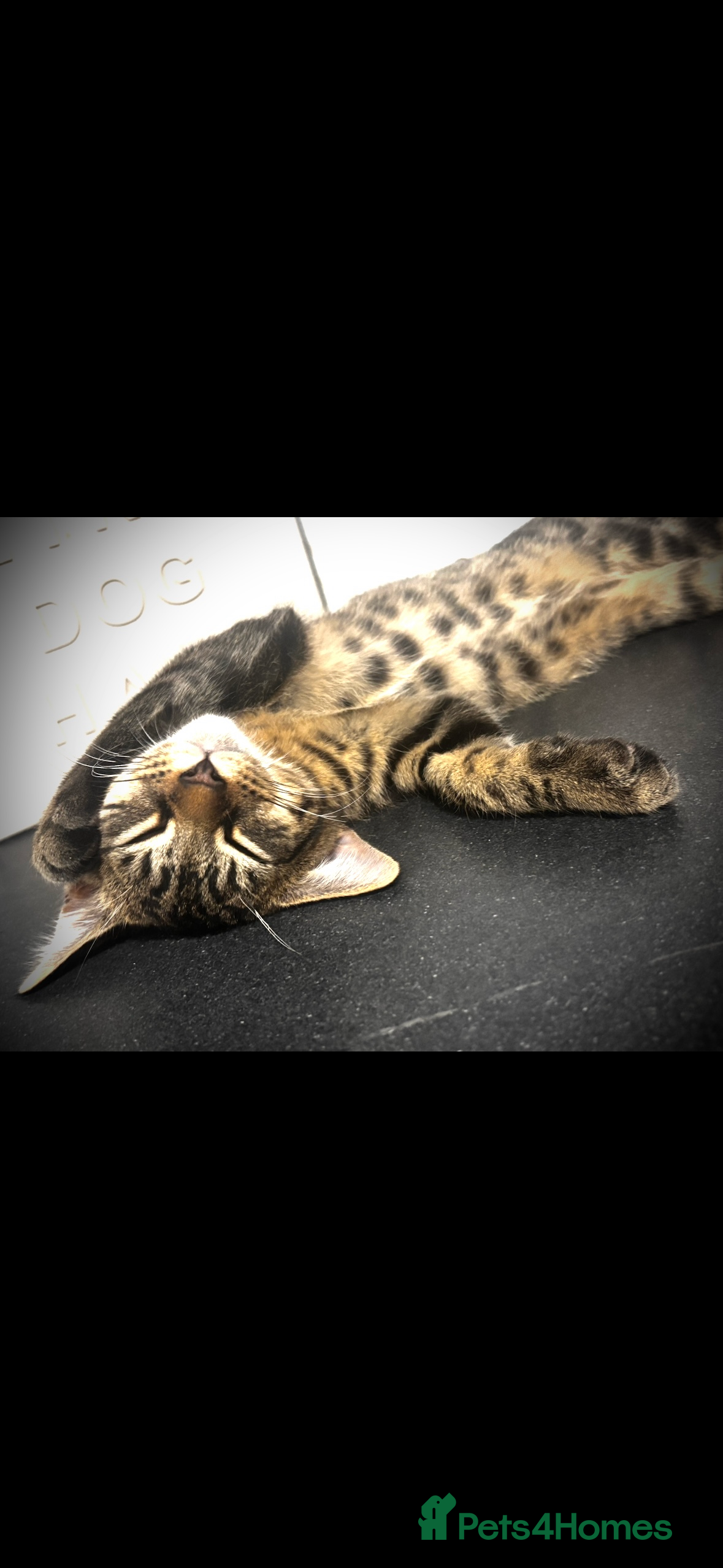 Bengal cats Bengal cross - Advert 1