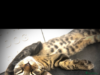 Mixed Breed cats Bengal cross - Advert 17