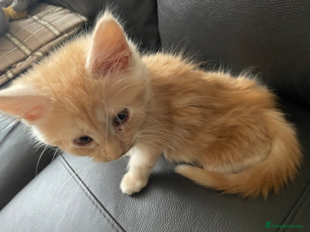 Maine Coon cats for sale: Maine Coon Cross Kittens  - Image 25