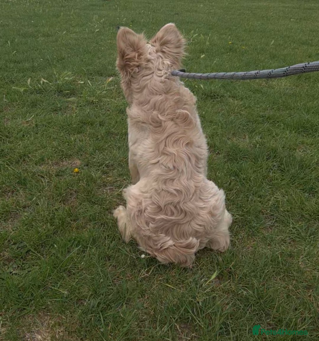 French Bulldog dogs for stud: ✨ Elite Fluffy Merle Husky Stud Available ✨ - Advert 2