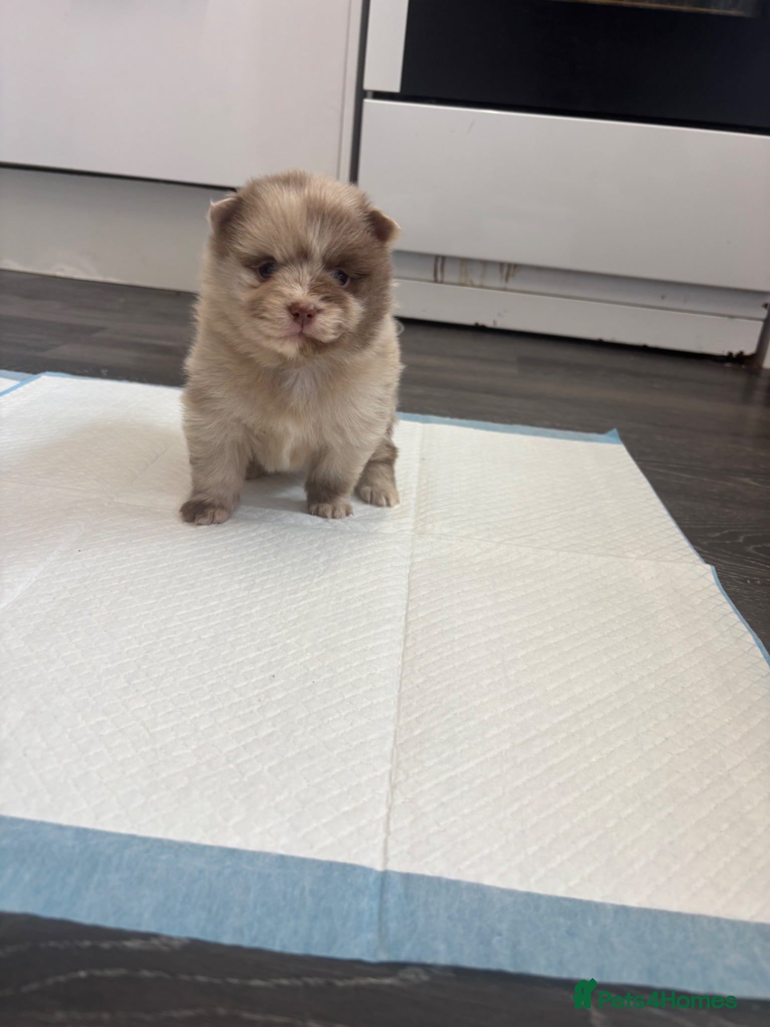 Pomeranian dogs Puppy’s ready in 4 weeks  - Advert 8