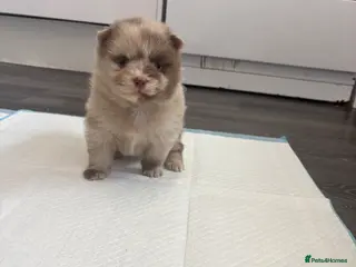 Pomeranian dogs Puppy’s ready in 4 weeks - Advert 8