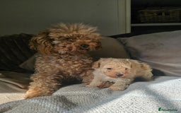 Toy Poodle dogs for sale: 💙 Beautiful tiny Toy poodle boy 💙 - Image 7