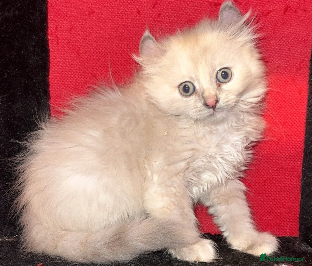 Mixed Breed cats for sale: Price lowered for handsome boy  - Advert 14