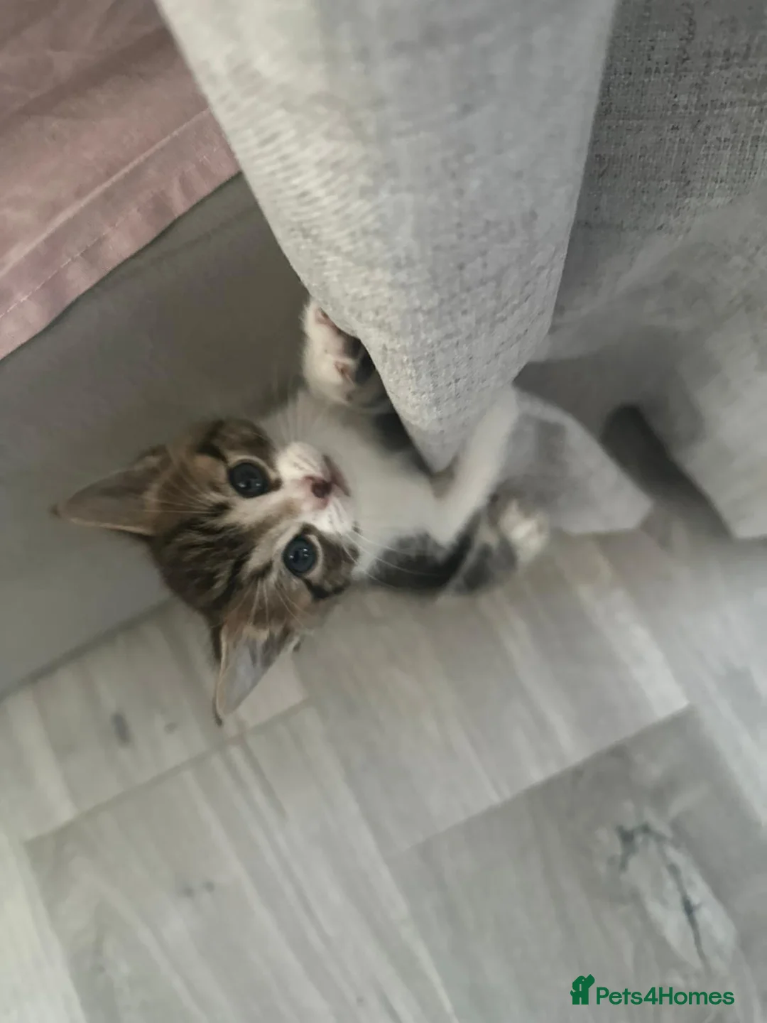 British Shorthair cats for sale: Adorable Tabby & Calico Kittens Ready Soon 🐾 - Advert 2