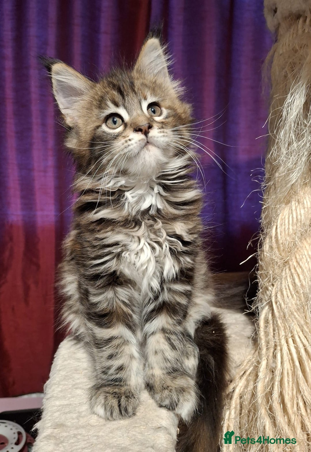 Maine Coon cats for sale: Beautiful torbie Maine Coon girls - Image 1