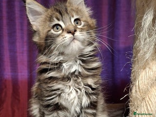 Maine Coon cats - Advert 2