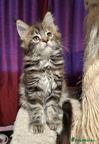 Maine Coon cats - Advert 1