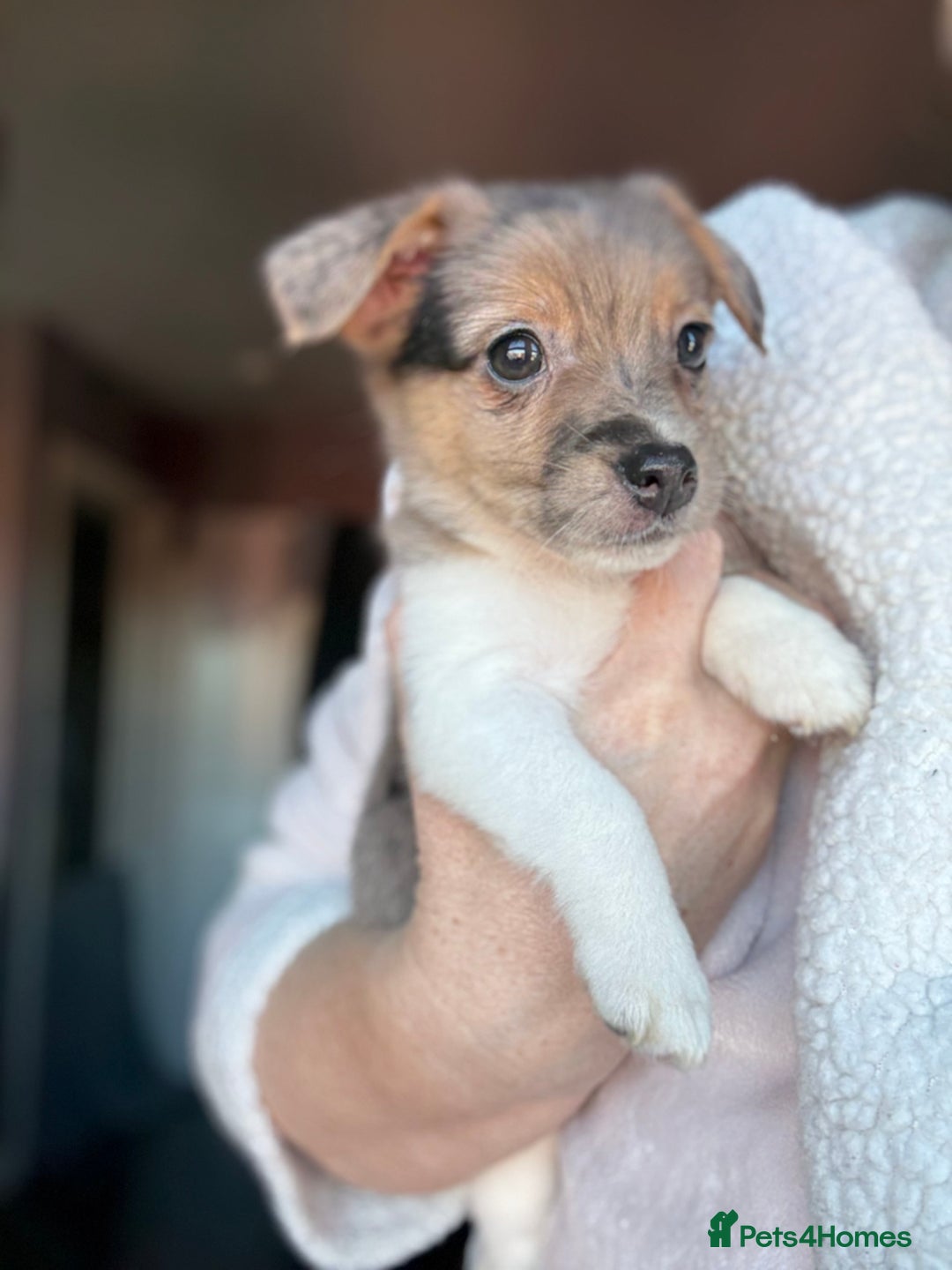 Jack Russell dogs for sale: Jack Russel pup  - Advert 2