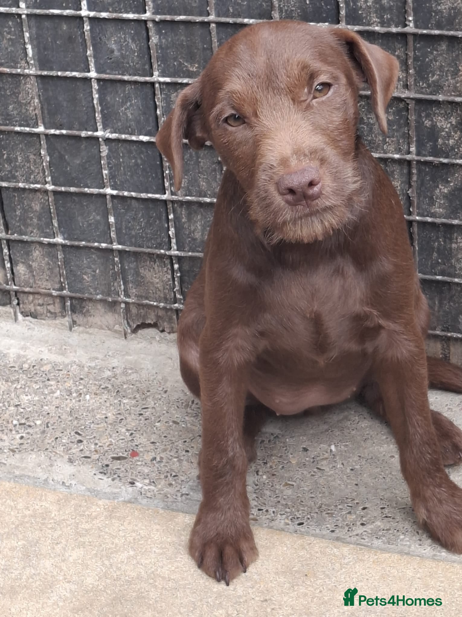Patterdale Terrier dogs Patterdales Looking For Forever Homes - Advert 2