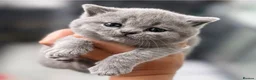 British Shorthair cats for sale: GCCF Beautiful British Shorthair Kittens for sale in Bolton - Advert 4