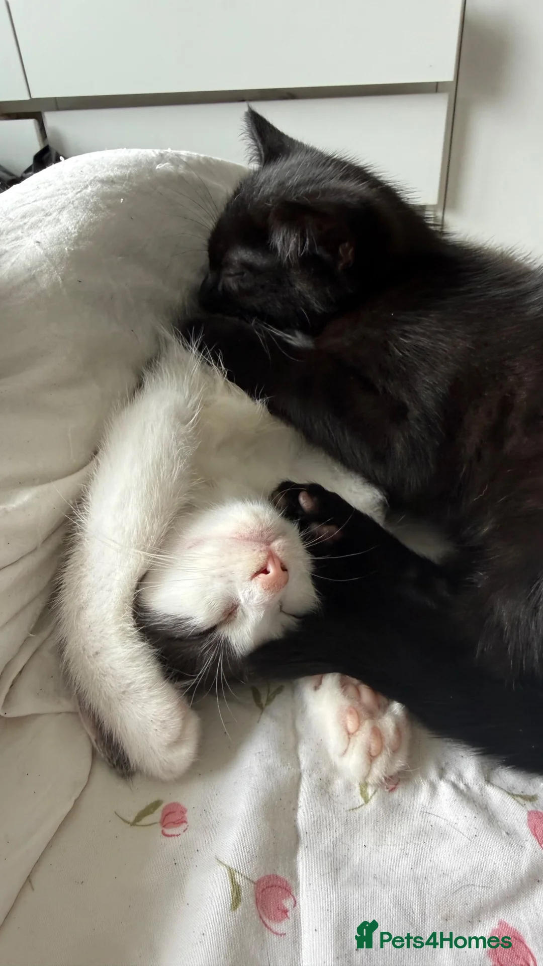 Mixed Breed cats for sale: 2 Beautiful Male Kittens  - Advert 2