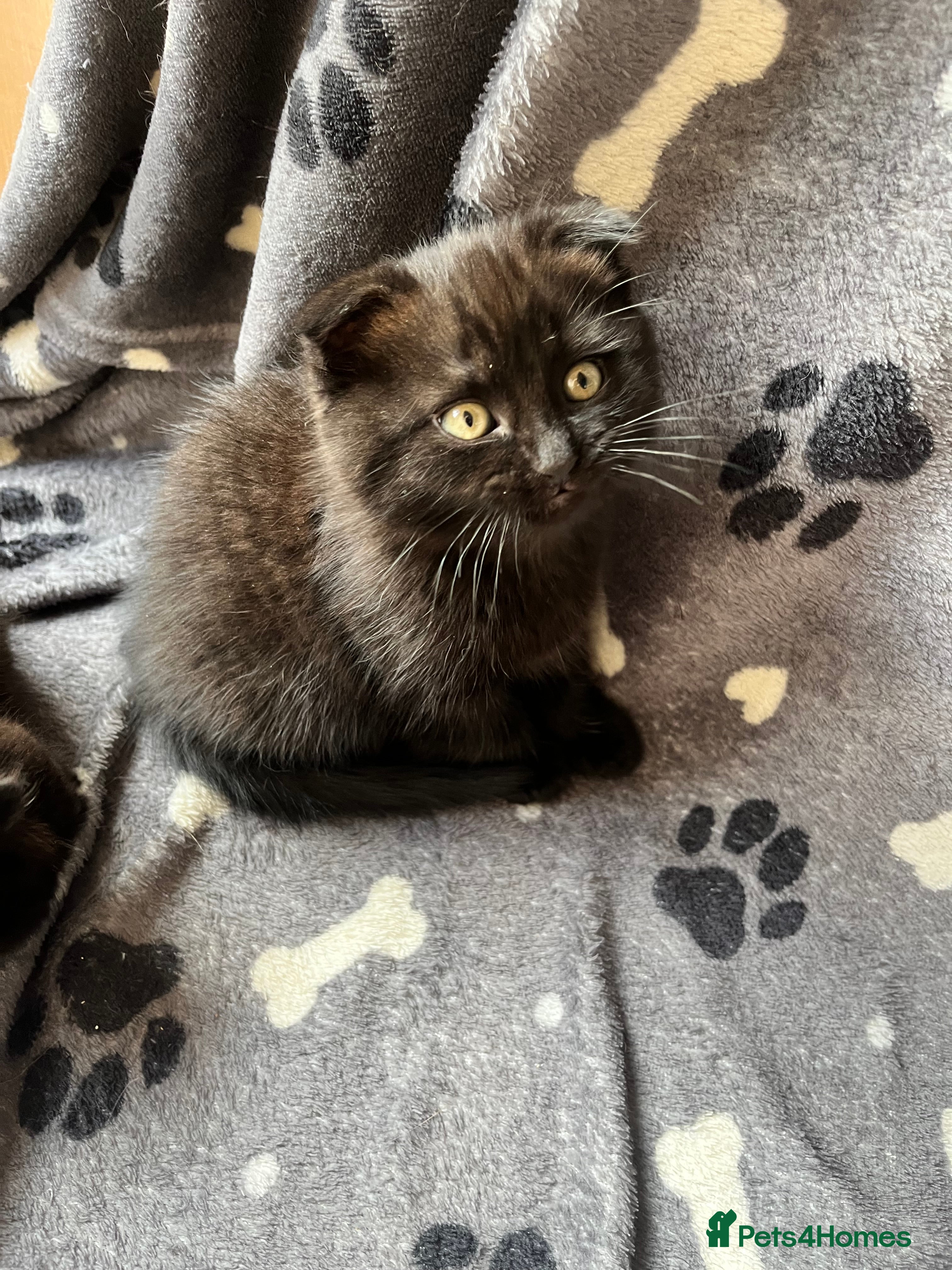 Scottish Fold cats Adorable Scottish fold Kitten Available Again - Advert 2