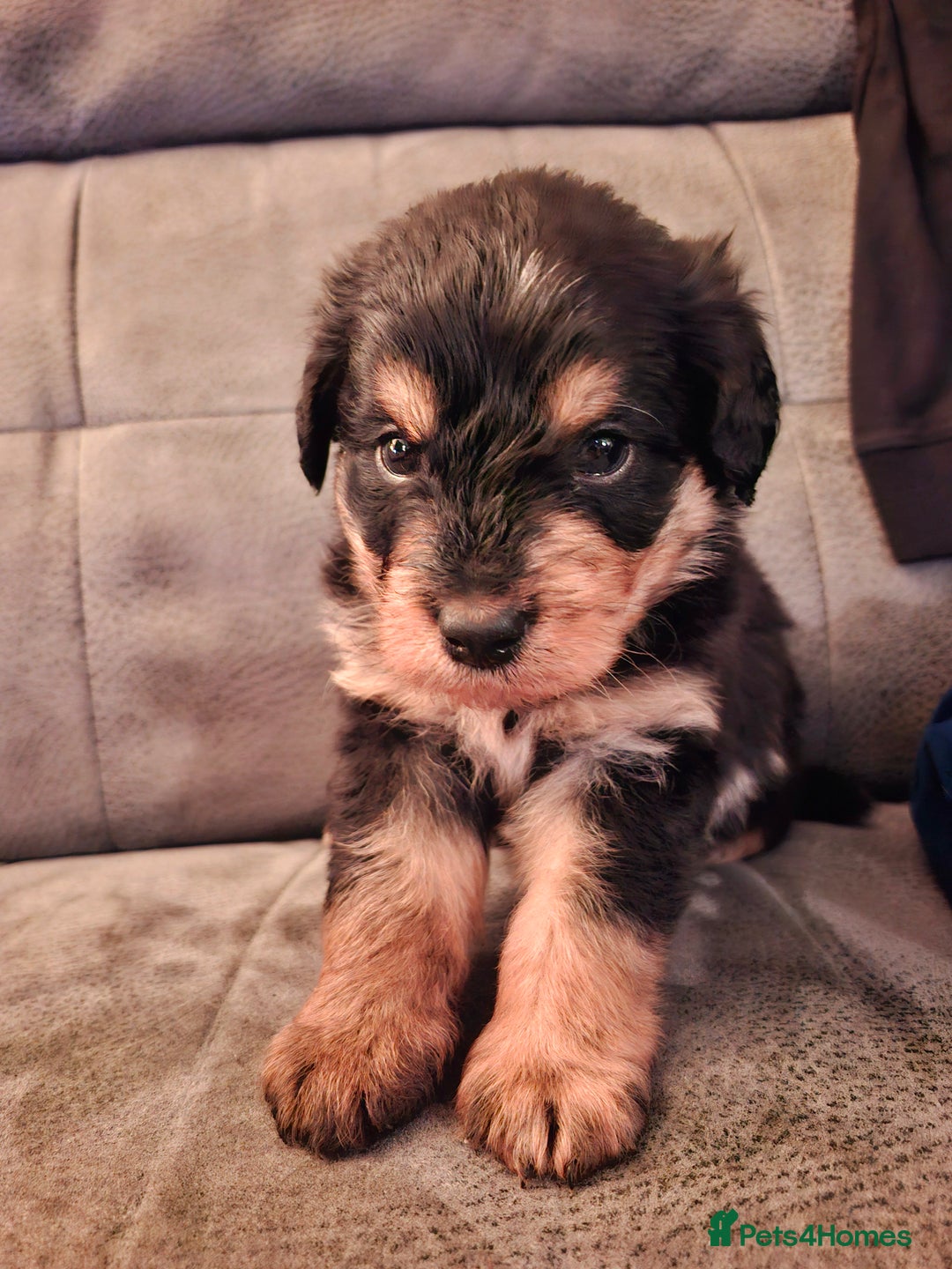 Mixed Breed dogs for sale: F1b health tested Rottiepoo puppies - Advert 11