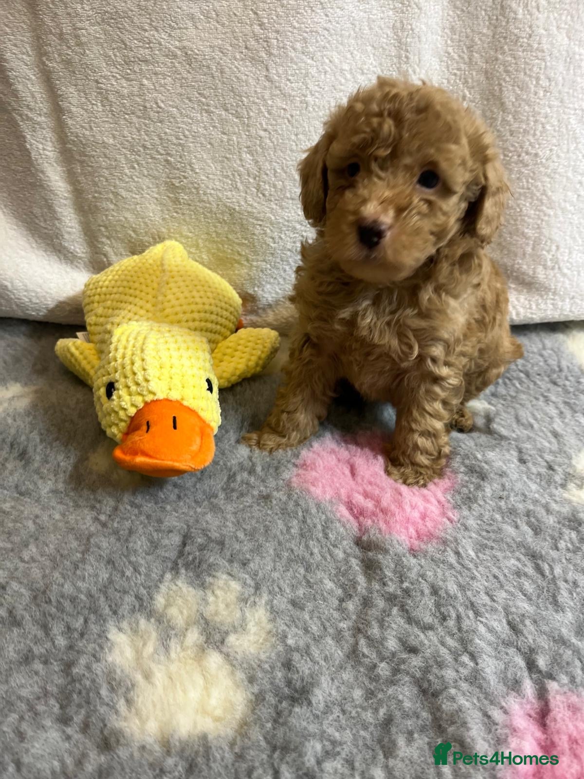 Maltipoo dogs for sale: 🤩 4 f1 stunning male Maltipoo 🤩 - Advert 6