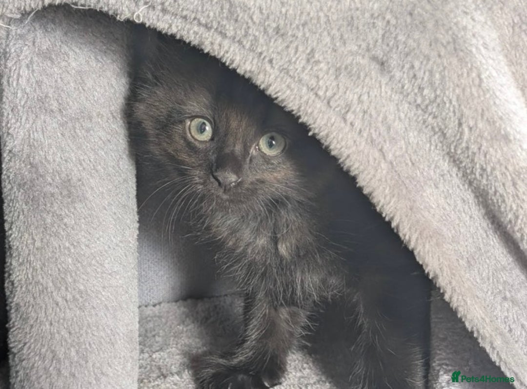 Domestic Shorthair cats for sale: Kittens for sale  - Image 2