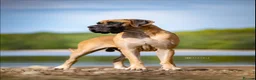 Great Dane dogs for sale: Carefully Planned Litter Reservation List Now Open - Advert 5