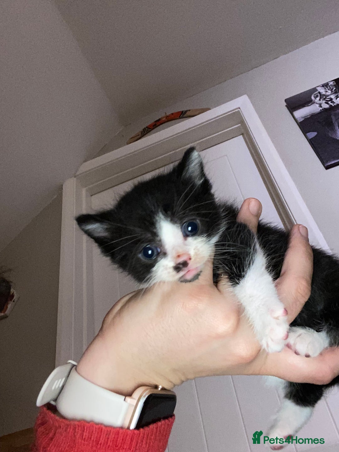 Mixed Breed cats for sale: Bengal X Ragdoll kittens - Image 6