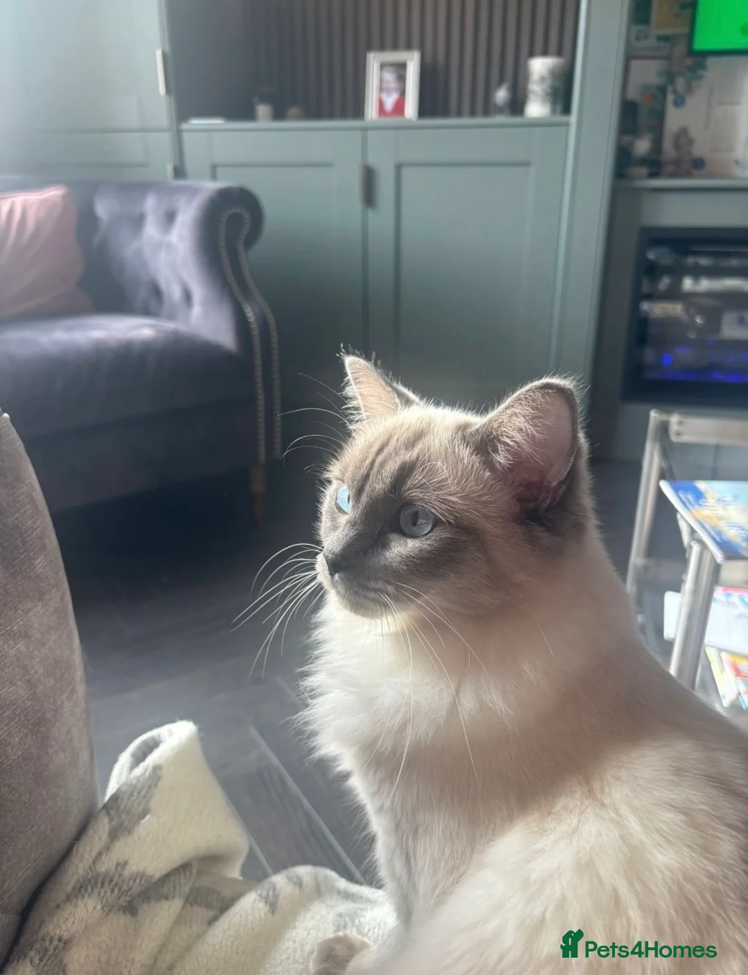 Ragdoll cats for sale: Beautiful 6mo ragdoll girl in Didcot - Advert 4