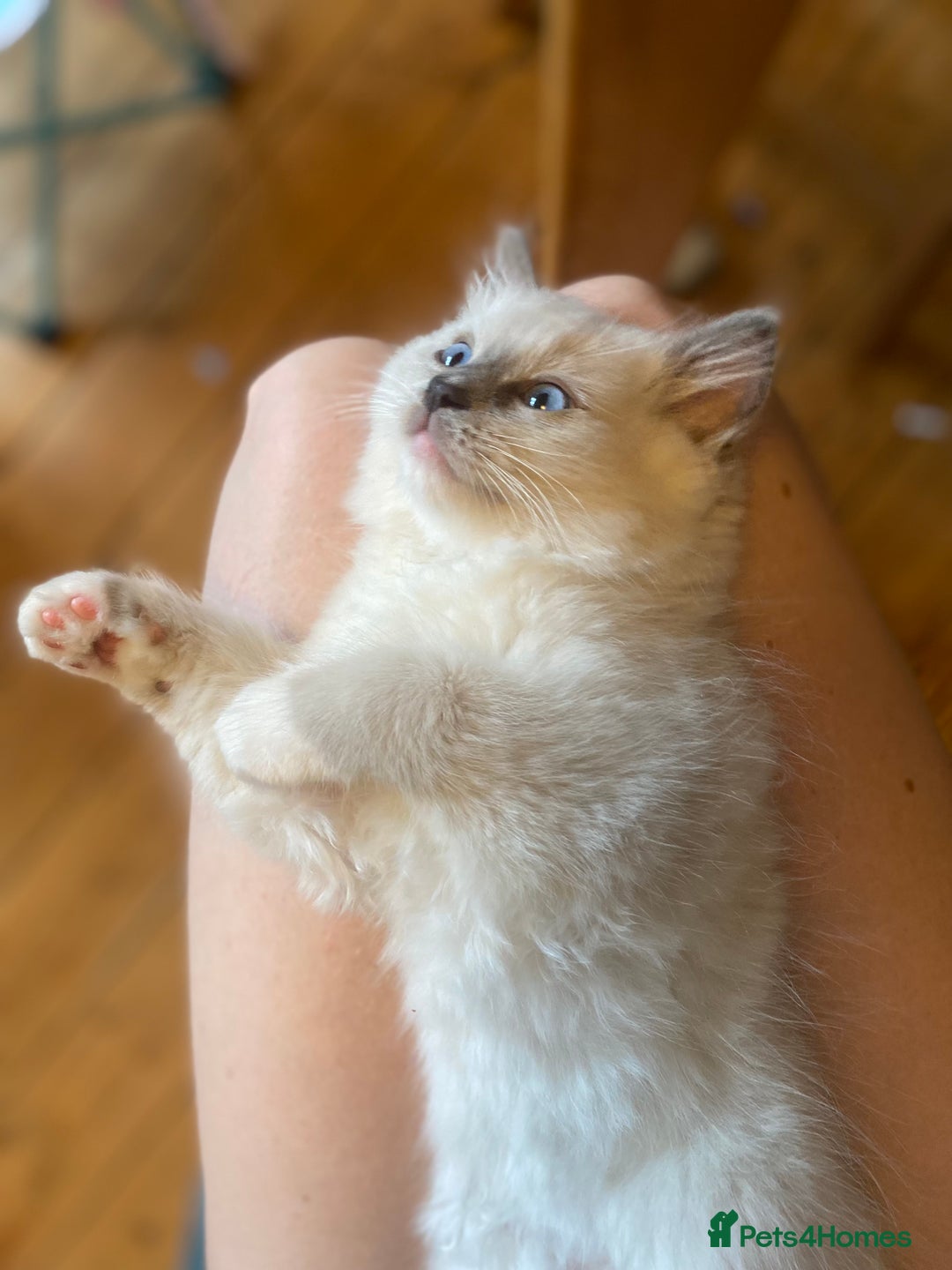 Ragdoll cats for sale: Friendliest Pedigree Ragdoll Kittens  - Image 2
