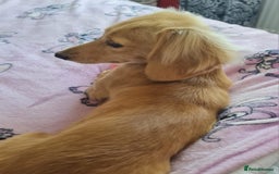 Miniature Dachshund dogs for stud: Beautiful KC Mini Long.H Full Eng. Cream Stud 🤍🐾 - Image 27