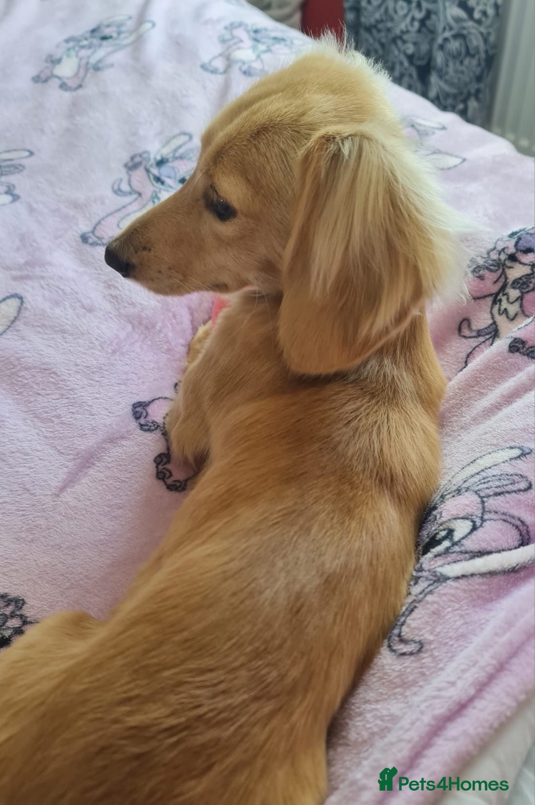 Miniature Dachshund dogs for stud: Beautiful KC Mini Long.H Full Eng. Cream Stud 🤍🐾 - Image 27